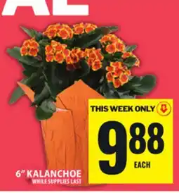 Food Basics 6 KALANCHOE offer