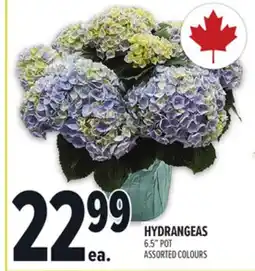 Metro HYDRANGEAS offer