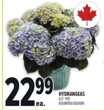 Metro HYDRANGEAS offer
