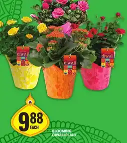 Food Basics BLOOMING DIWALI PLANT offer