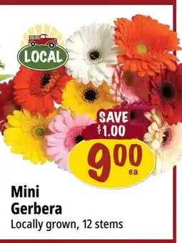 Farm Boy Mini Gerbera offer