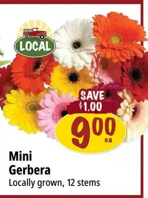 Farm Boy Mini Gerbera offer