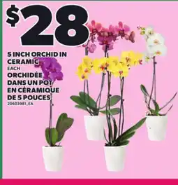 Independent Grocer 5 INCH ORCHID IN CERAMIC, EACH offer