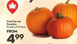 Longo's Fresh Harvest Pumpkins offer