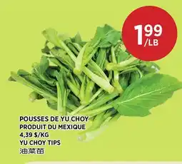 Kim Phat YU CHOY TIPS offer