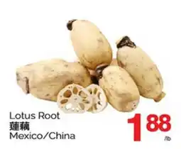 T&T Supermarket LOTUS ROOT offer