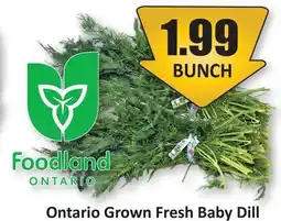 Starsky Ontario Grown Fresh Baby Dill offer