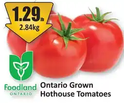 Starsky Ontario Grown Hothouse Tomatoes offer