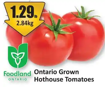 Starsky Ontario Grown Hothouse Tomatoes offer