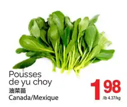 T&T Supermarket POUSSES DE YU CHOY offer