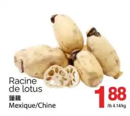 T&T Supermarket RACINE DE LOTUS offer