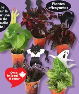 IGA AVEC MÉLANIE CREEPY PLANTS offer