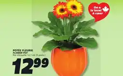 IGA FLOWER POT offer