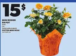 Provigo POTTED MINI ROSE, 6 PO CH offer