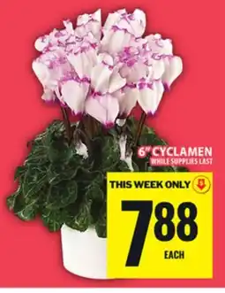 Food Basics 6 CYCLAMEN offer