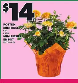 Independent Grocer POTTED MINI ROSE, 6 IN EACH offer