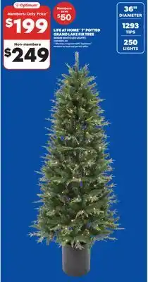Real Canadian Superstore LIFE AT HOME 7' POTTED GRAND LAKE FIR TREE offer