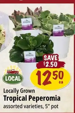 Farm Boy Locally Grown Tropical Peperomia offer