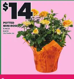 Loblaws POTTED MINI ROSE, 6 INCH offer