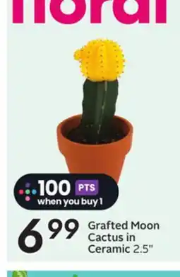 Sobeys Grafted Moon Cactus in Ceramic offer