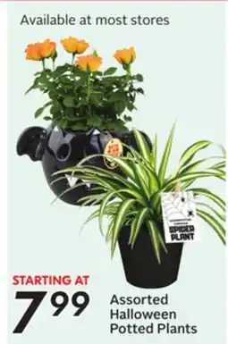 Sobeys Assorted Halloween Potted Plants offer