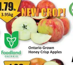 Starsky Ontario Grown Honey Crisp Apples offer