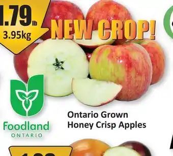 Starsky Ontario Grown Honey Crisp Apples offer