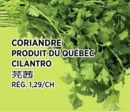 Kim Phat CILANTRO offer