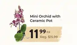 Marche Leo's Mini Orchid with Ceramic Pot offer