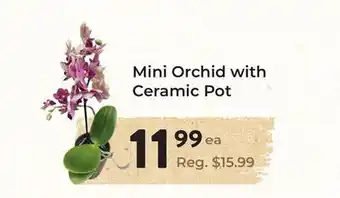 Marche Leo's Mini Orchid with Ceramic Pot offer