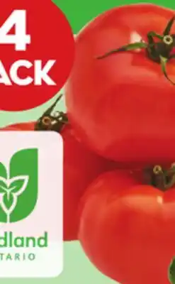 Giant Tiger tomatoes offer