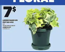 Provigo 4 INCH IVY, CH offer