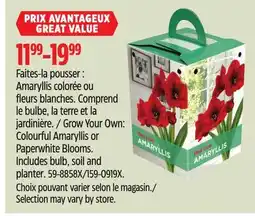 Canadian Tire Red Lion Grow Your Own: Colourful Amaryllis or Paperwhite Blooms offer