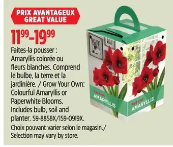 Canadian Tire Red Lion Grow Your Own: Colourful Amaryllis or Paperwhite Blooms offer