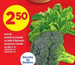 Maxi BROCOLI offer