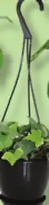 IGA HANGING PLANT offer