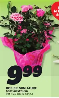 IGA MINI ROSEBUSH offer