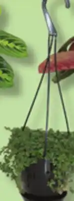 IGA LES INDISPENSABLES HANGING PLANT offer