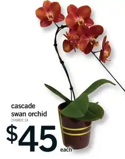 Fortinos CASCADE SWAN ORCHID offer