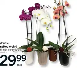 Fortinos DOUBLE SPIKED ORCHID, 5 INCH CERAMIC POT offer