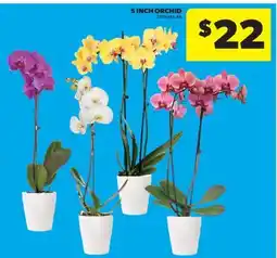 Real Canadian Superstore 5 INCH ORCHID offer