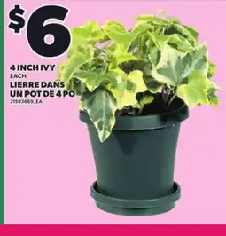 Independent Grocer 4 INCH IVY offer