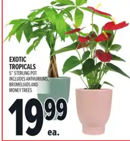 Metro EXOTIC TROPICALS offer