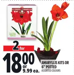 Metro AMARYLLIS KITS OR 6 POTTED offer