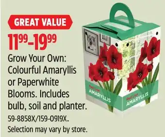 Canadian Tire Red Lion Grow Your Own: Colourful Amaryllis or Paperwhite Blooms.Includes bulb, soil and planter offer