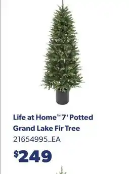 Real Canadian Superstore LIFE AT HOME 7' POTTED GRAND LAKE FIR TREE offer