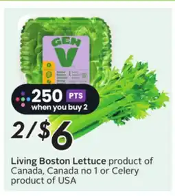 Sobeys Boston Lettuce offer