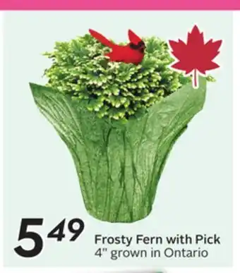 Sobeys Frosty Fern with Pick offer