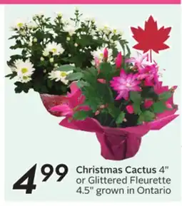 Sobeys Christmas Cactus 4 or Glittered Fleurette 4.5 offer