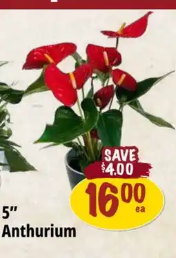 Farm Boy 5 Anthurium offer